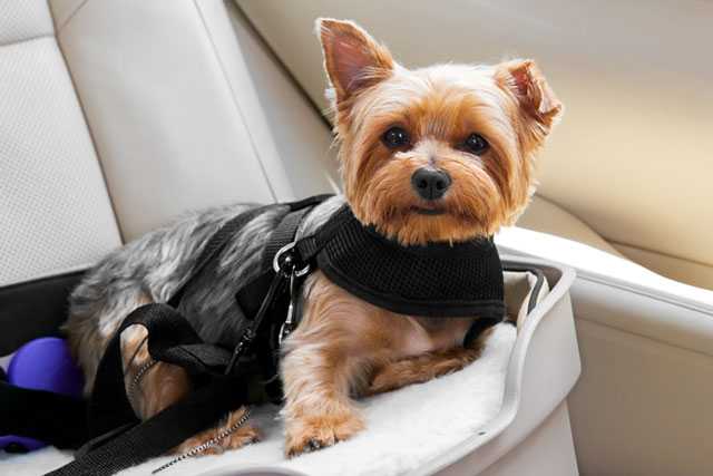 Hund im Reisebettchen