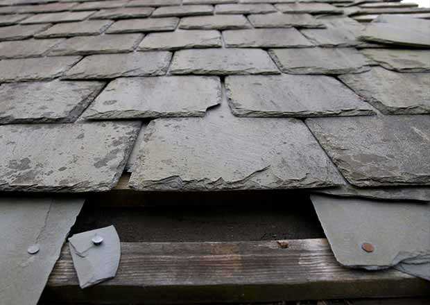 Marder auf dem Dachboden: Welche Schäden können entstehen